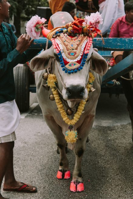 Das Töten einer Kuh gilt im Hinduismus als Sakrileg, sie gilt als heiligste Tiergottheit, Foto: Pixabay