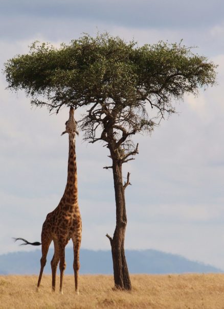 Hat die Giraffe einen langen Hals, weil sich ihre Vorfahren nach Blättern in hohen Bäumen strecken mussten?, Foto: pixabay.com