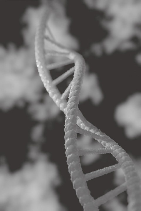 Auf der Ebende der DNA erfolgen ständig Mutationen. Doch längst nicht alle von ihnen haben Auswirkungen auf den Phänotyp, Foto: pixabay.com